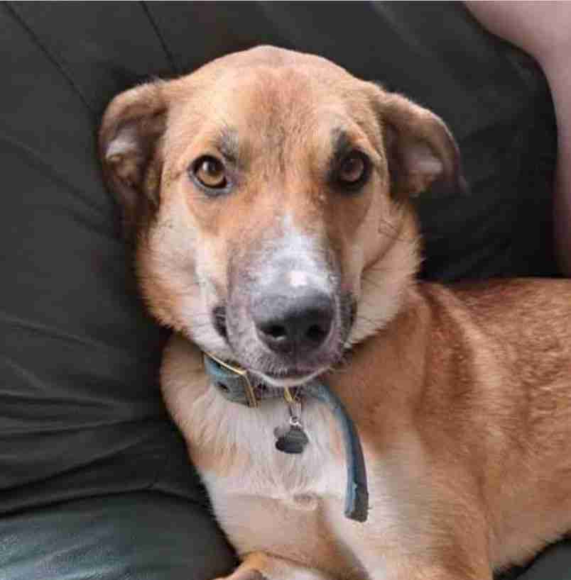 Sara — Mixed Breed