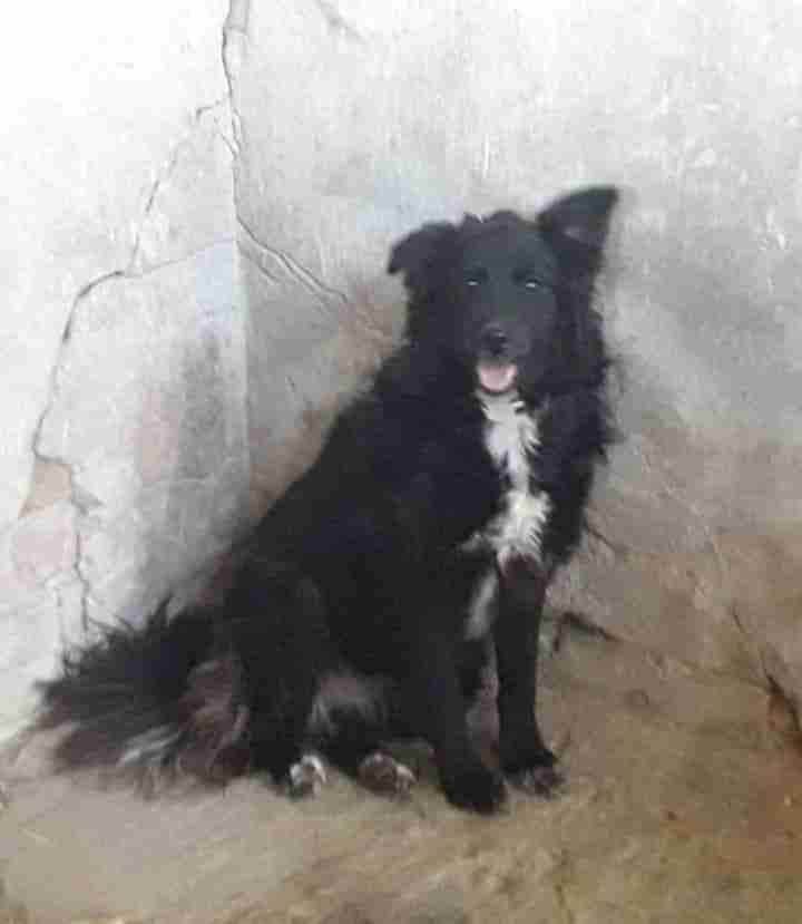 Astra — Croatian Shepherd Cross