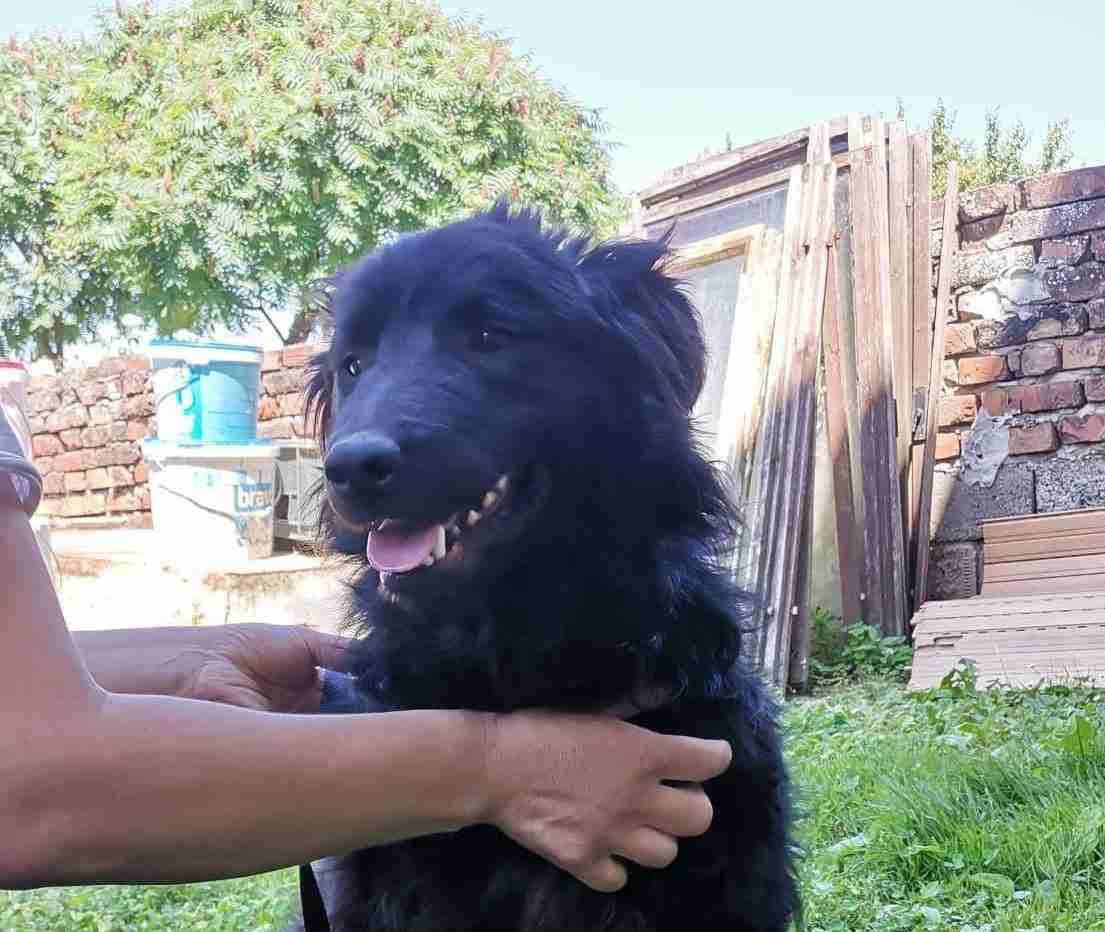 Jako — Croatian Shepherd Cross
