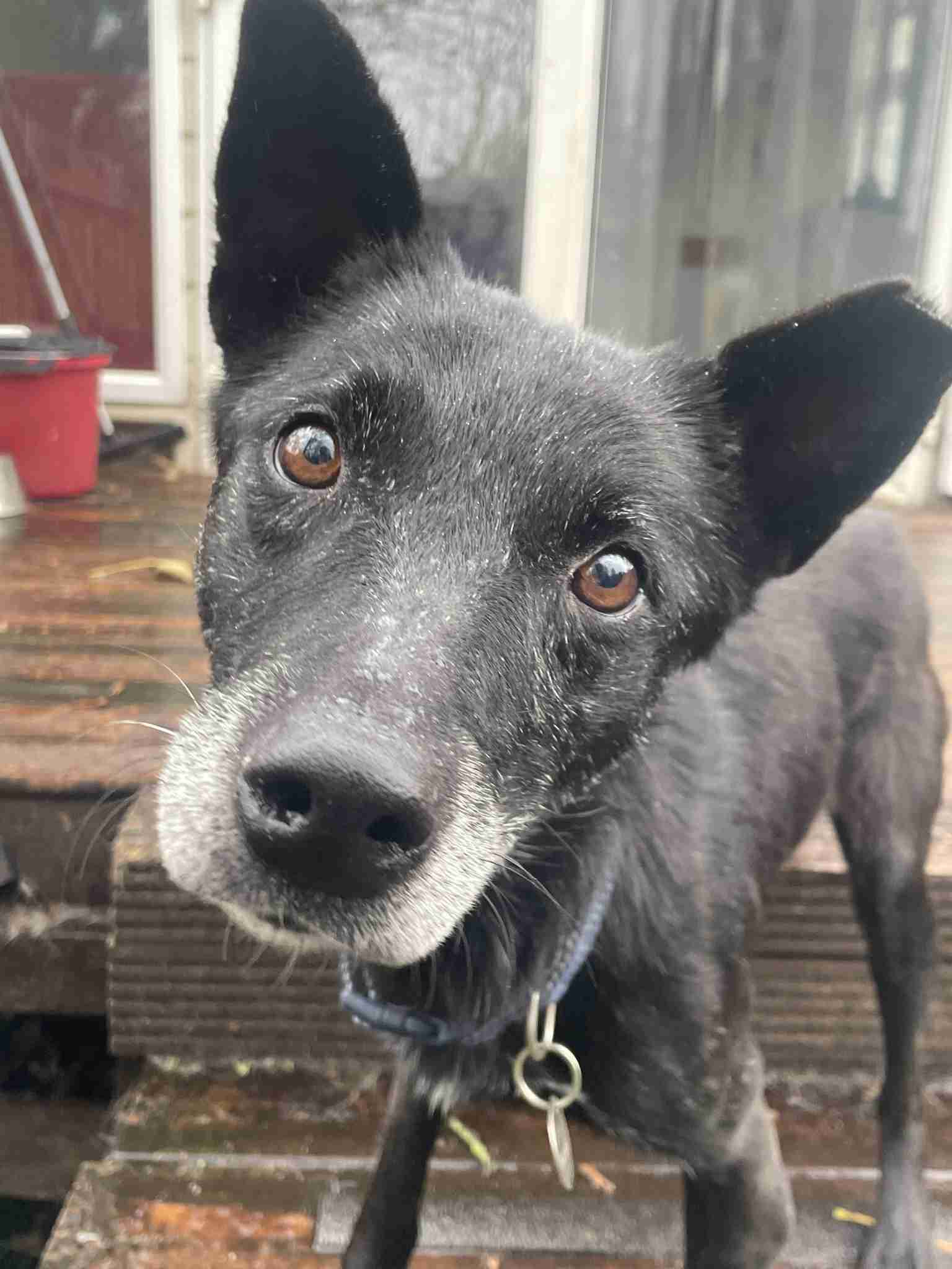 Errol — Mixed Breed