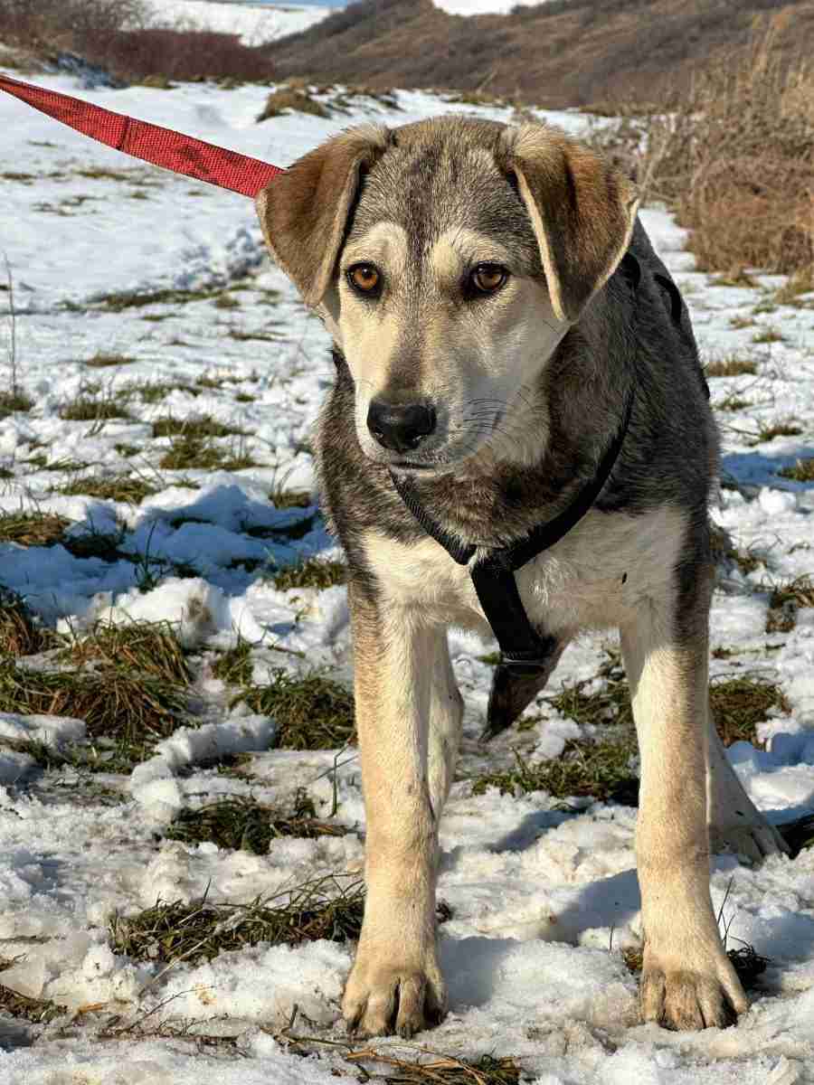 Pennie — Mixed Breed