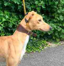Lennox — Lurcher