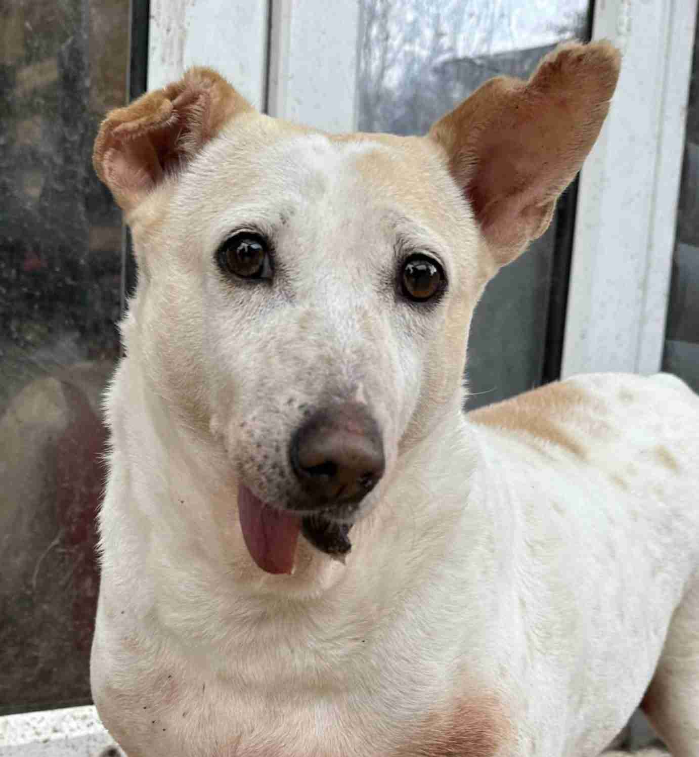 Lola — Mixed Breed