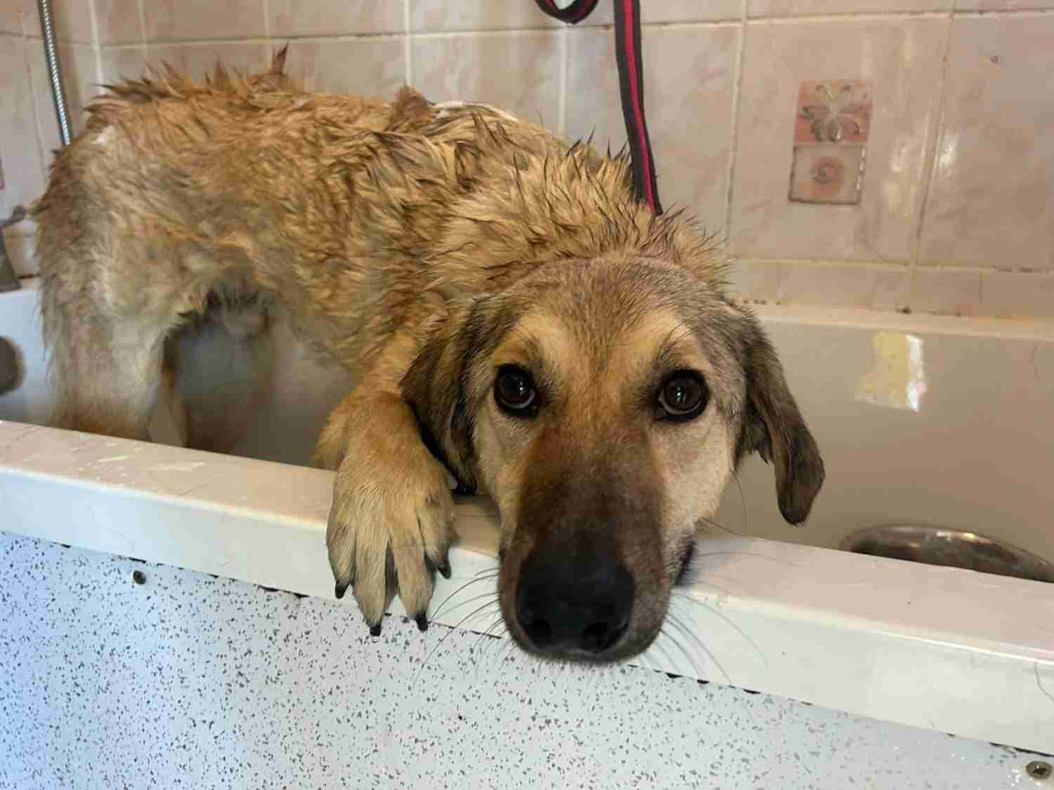 Pettern — Mixed Breed