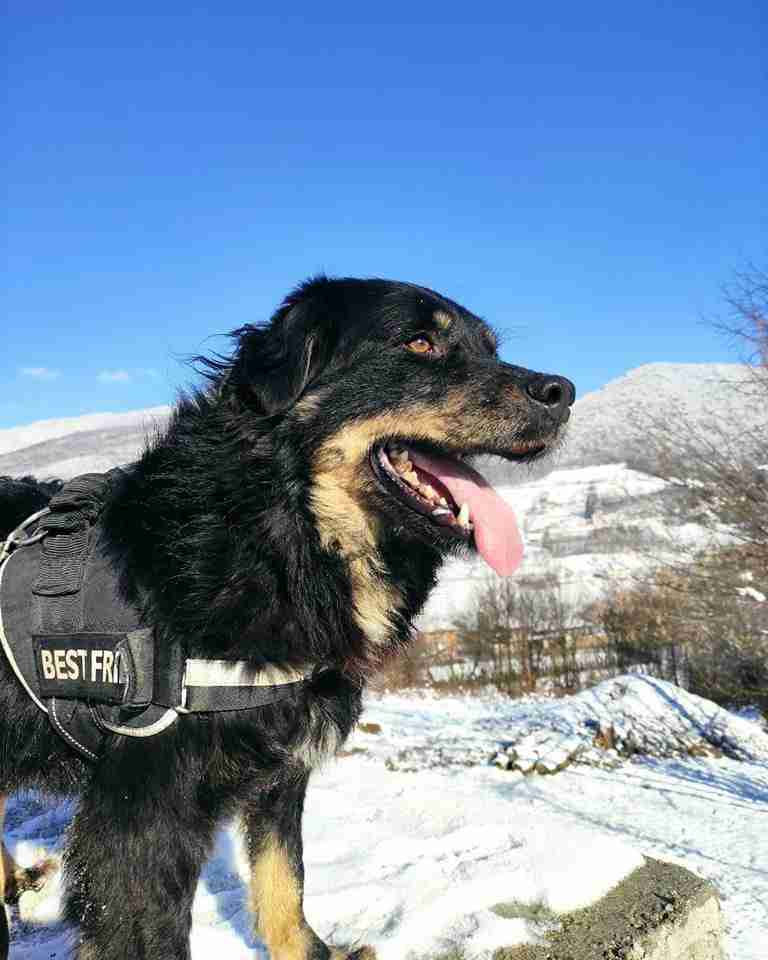 Alexander — Mixed Breed