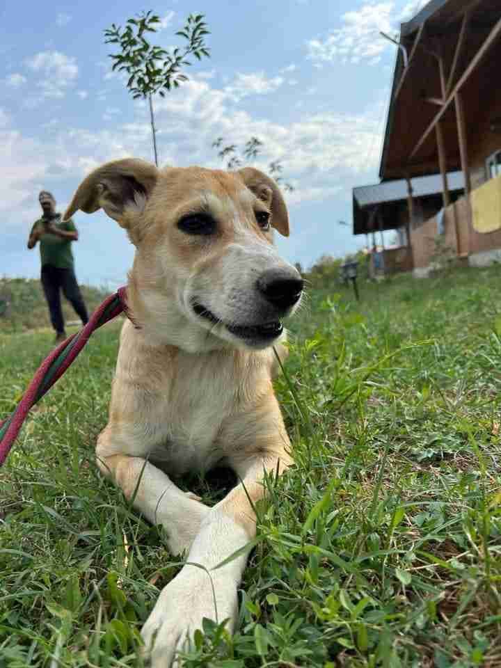 Cristina — Mixed Breed