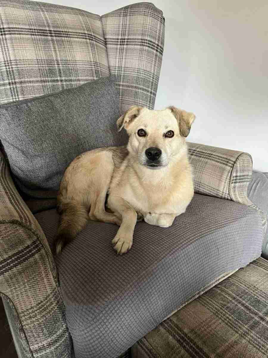 Maggie — Mixed Breed