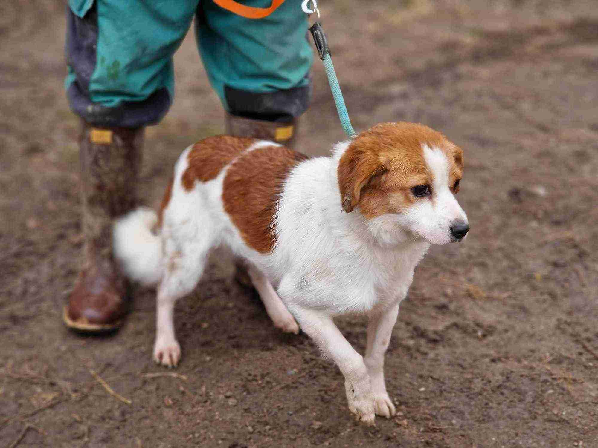 Kalea — Mixed Breed