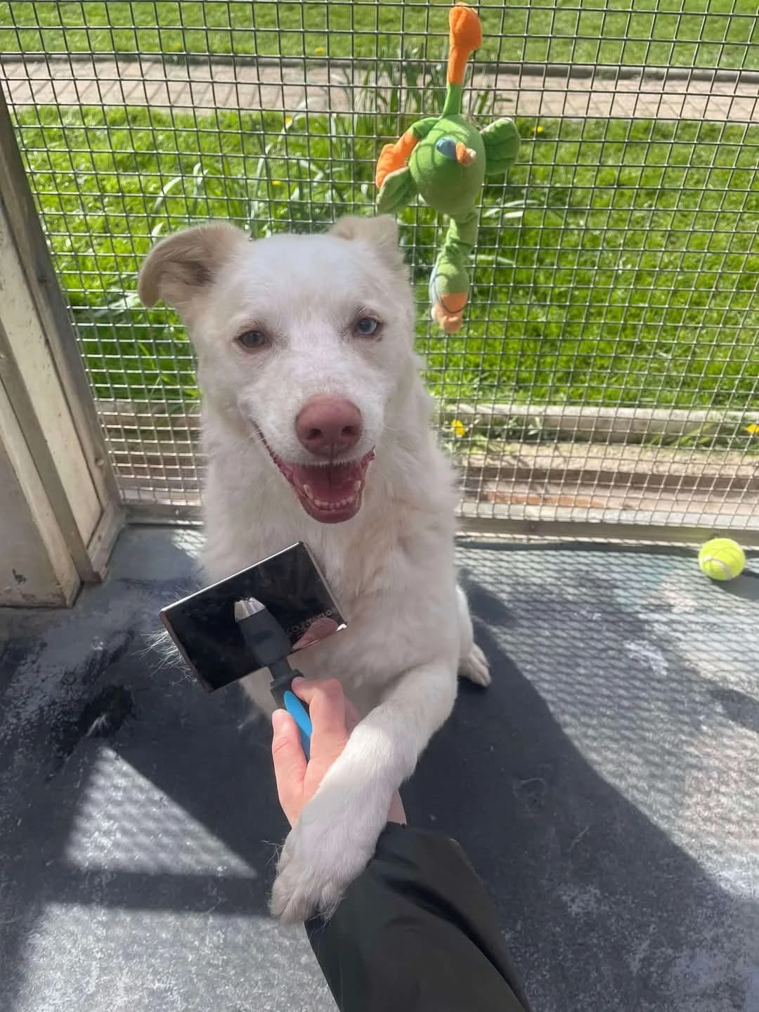 Mollie — Mixed Breed