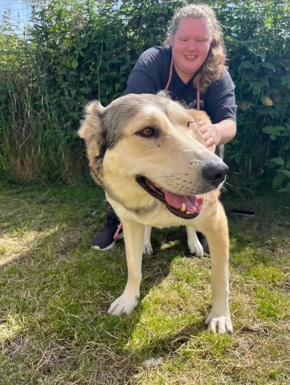 Beanie — Mixed Breed