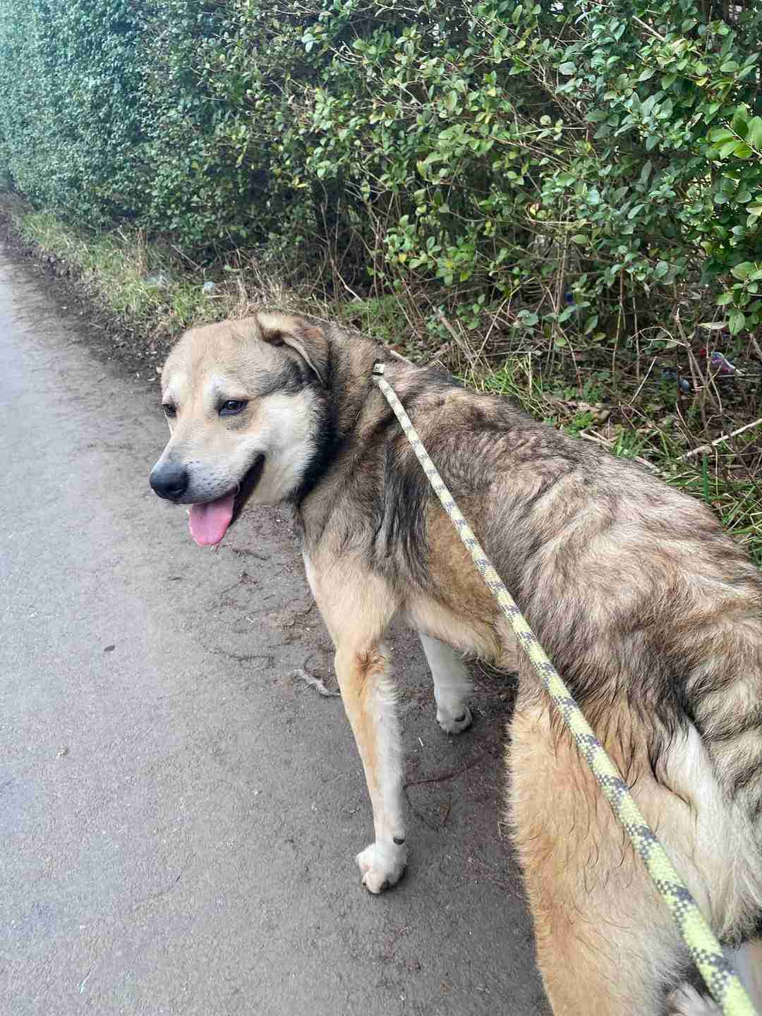 Elvis — Mixed Breed