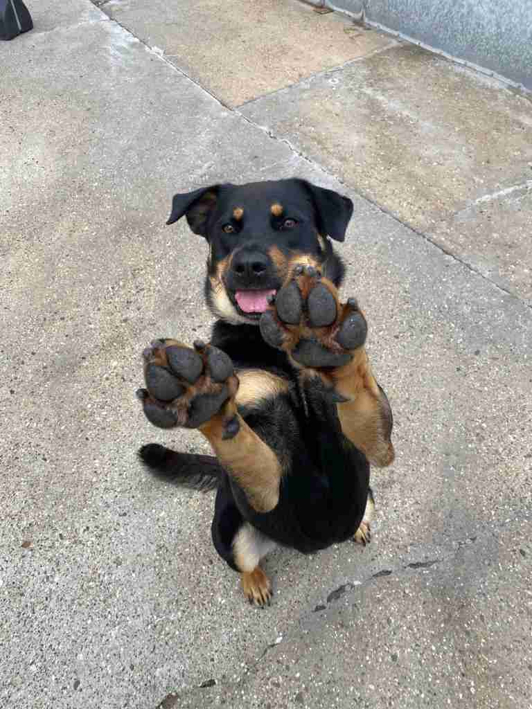 Sonny — Mixed Breed