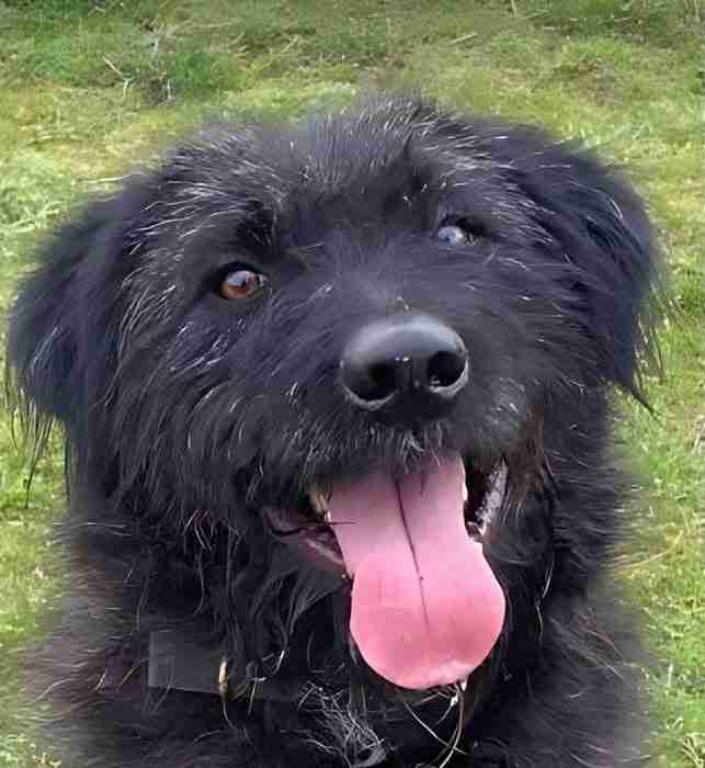 Miro — Romanian Shepherd