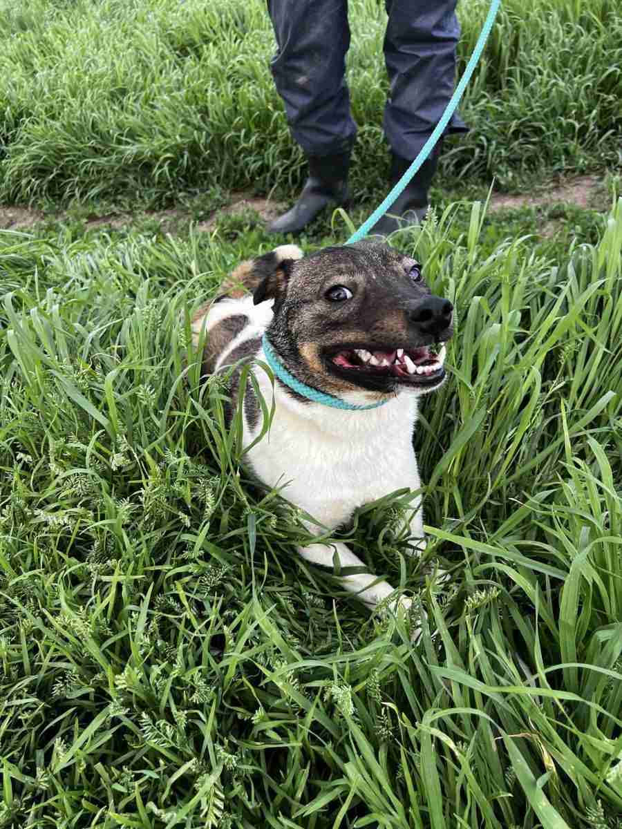 Tina — Mixed Breed