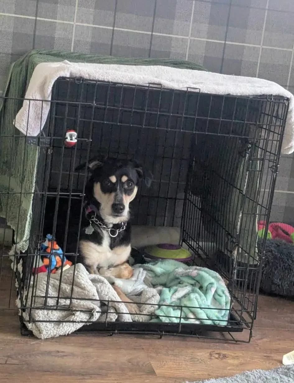 Roxie — Mixed Breed