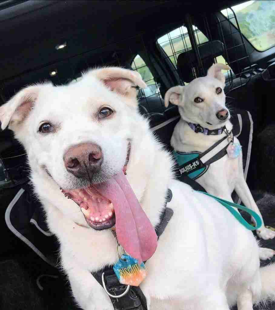 Biscuit — Mixed Breed