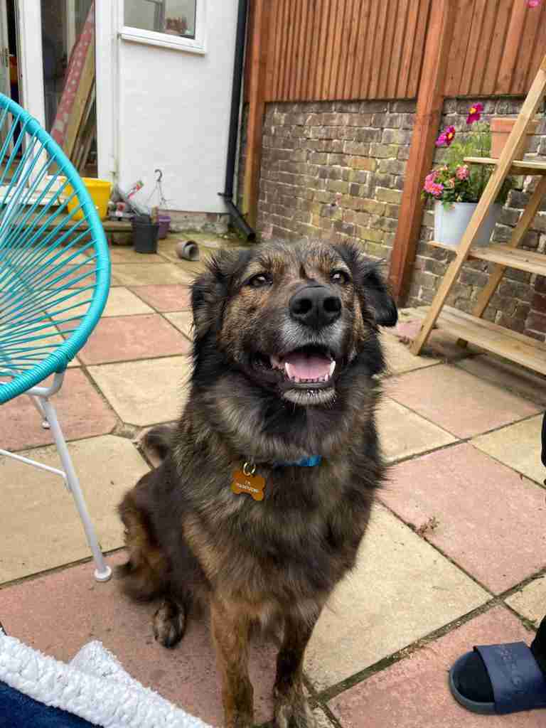 Lenny — Mixed Breed