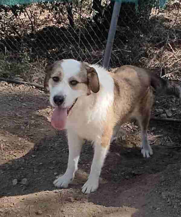 Bonnie — Spanish Mastin