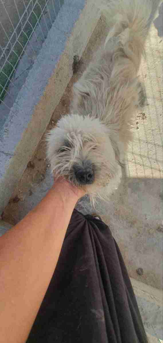 Beau — Mixed Breed