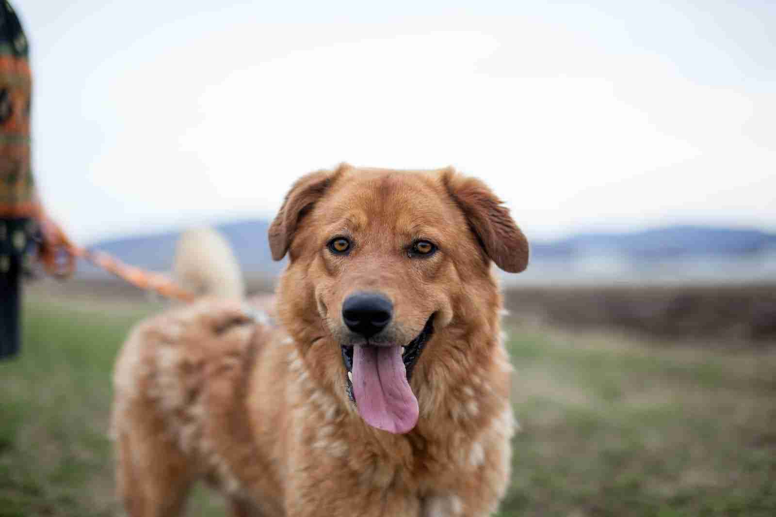 Mozze — Mixed Breed