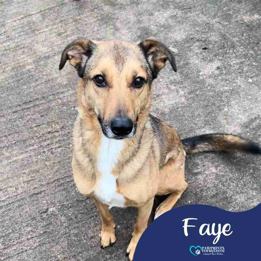 Faye — Mixed Breed