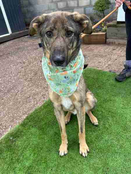 Ozzy — Mixed Breed