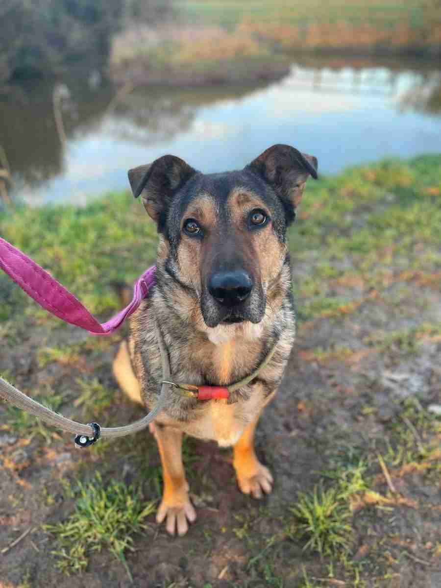 Kobi — Mixed Breed