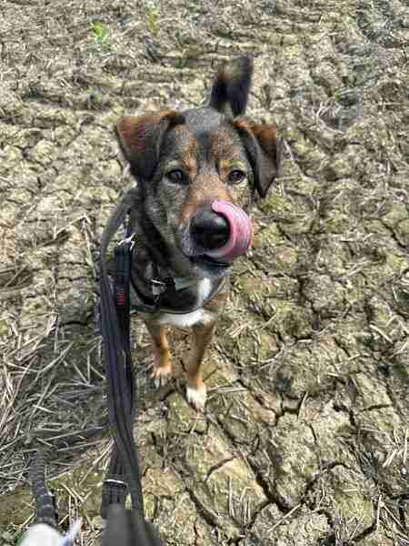 Jake — Mixed Breed