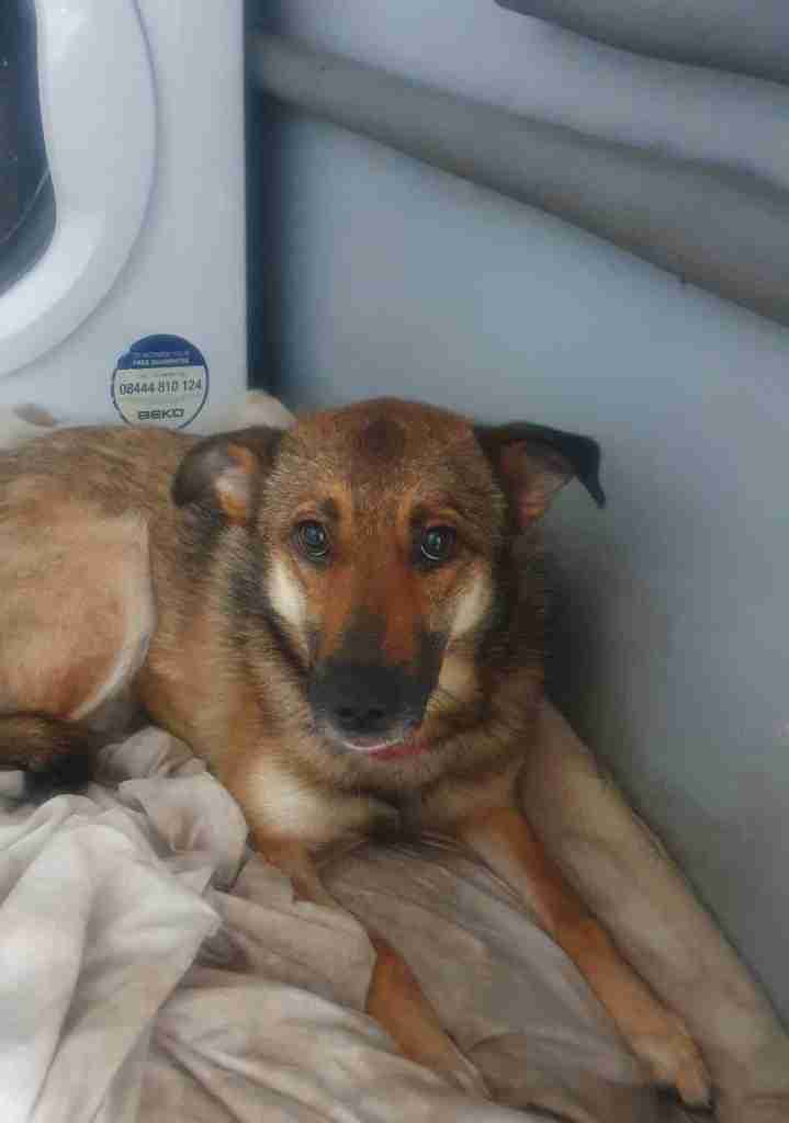 Annette — Mixed Breed