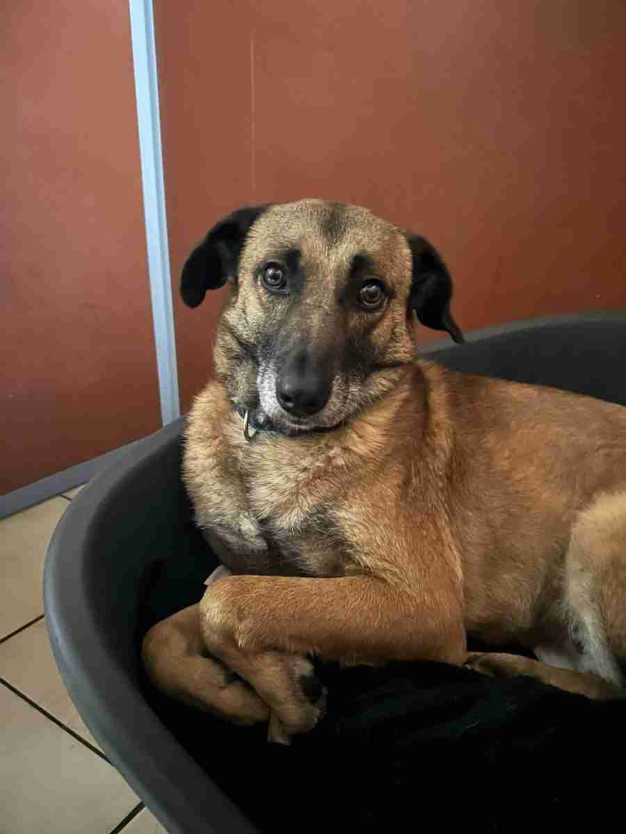 Brutus — Mixed Breed