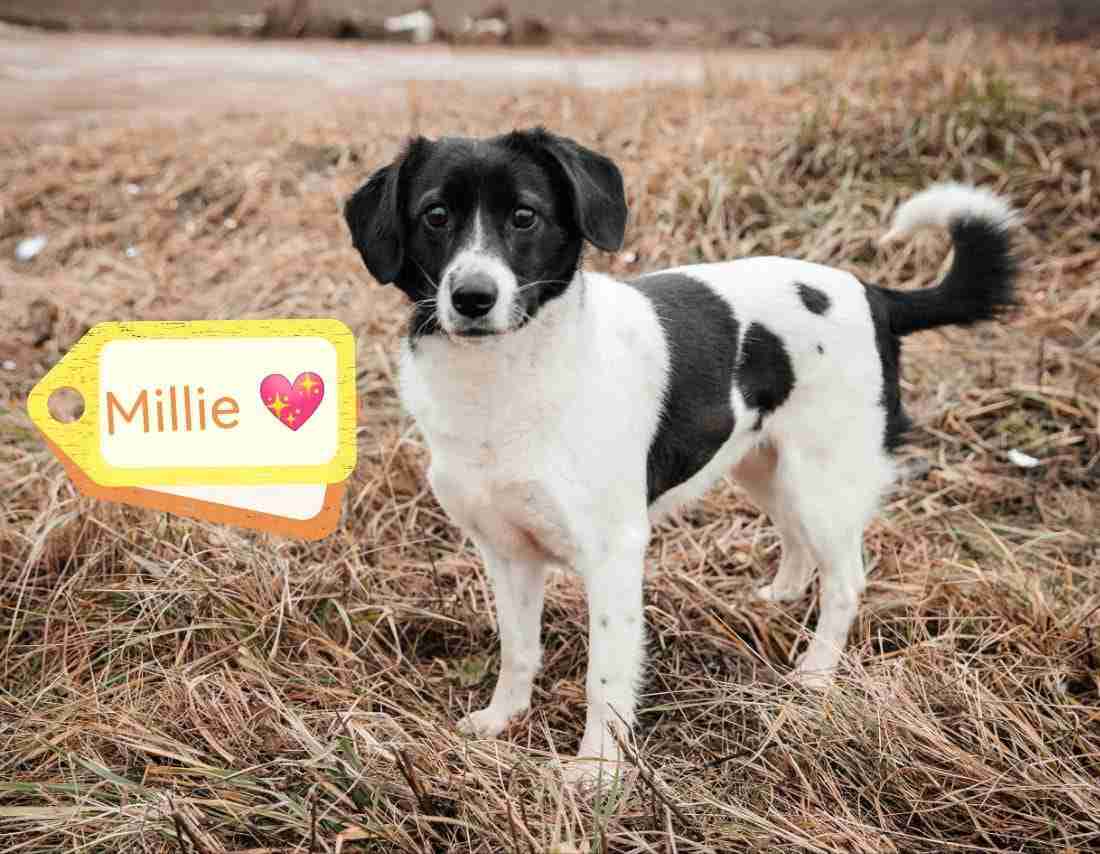Millie — Mixed Breed