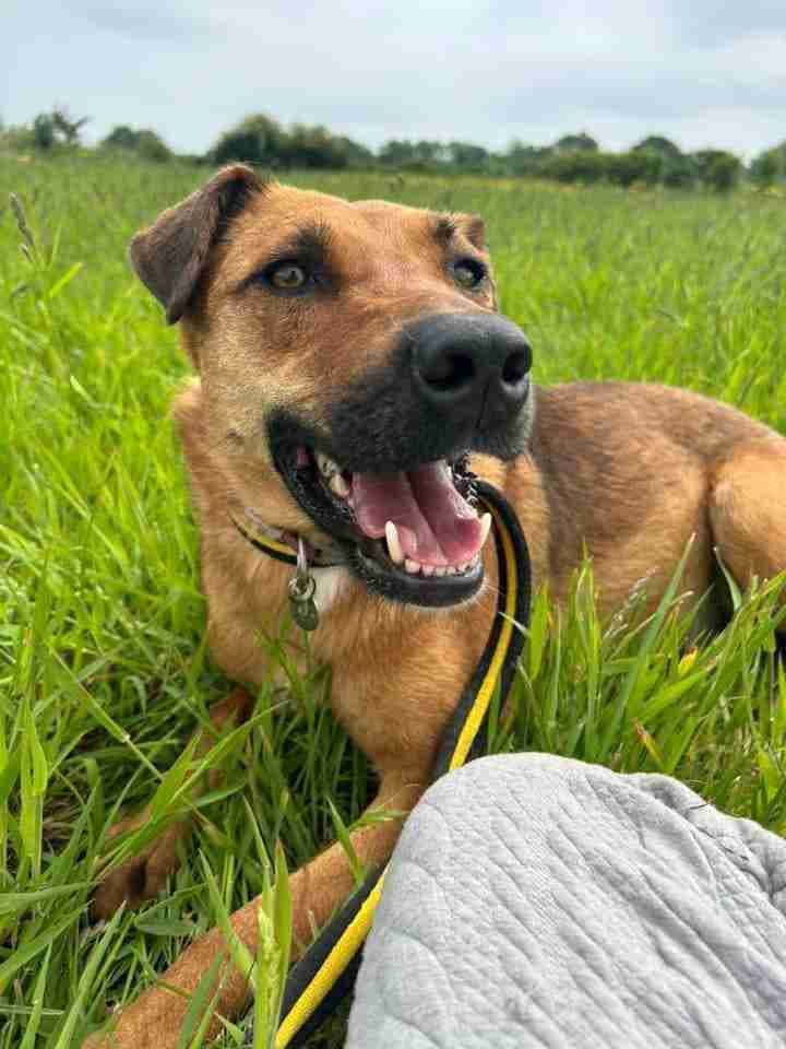 Meggie — Mixed Breed