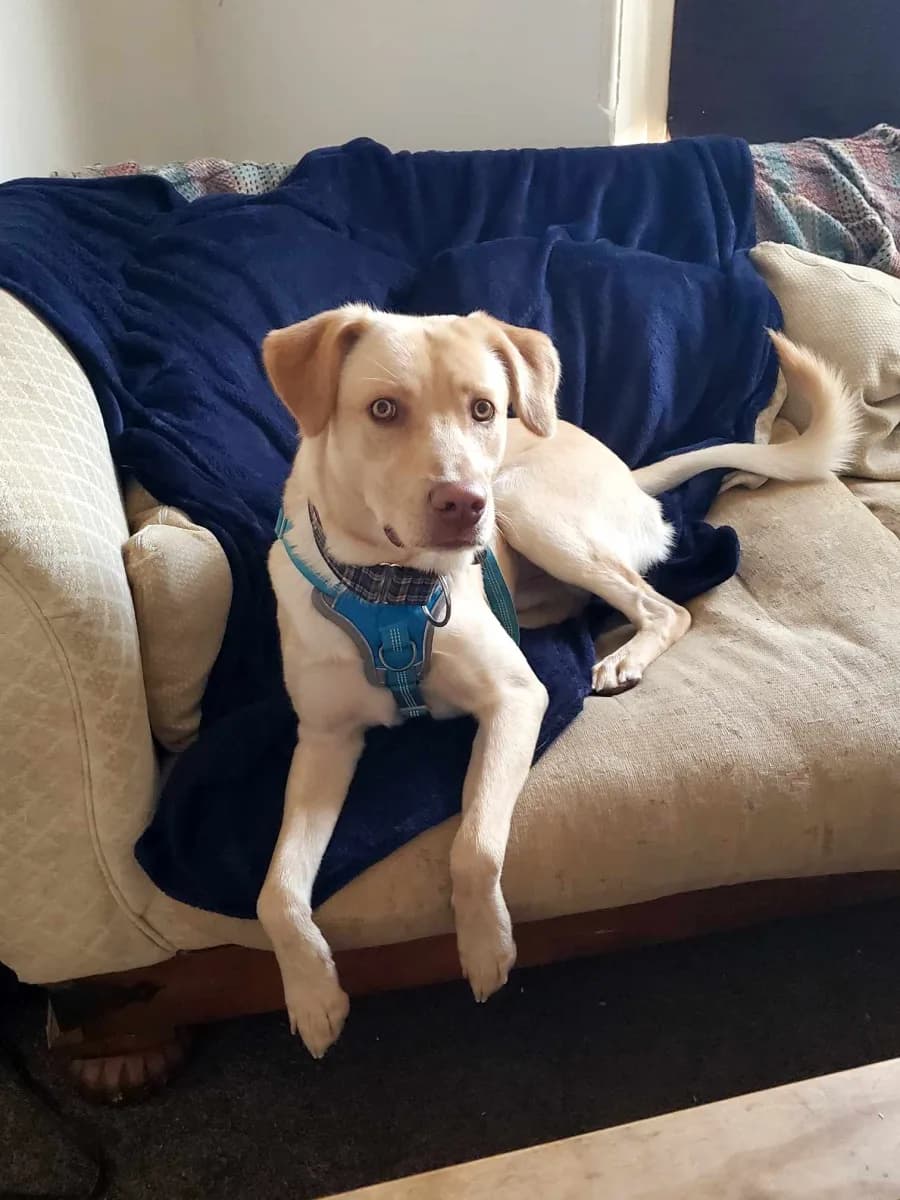 Mike — Mixed Breed