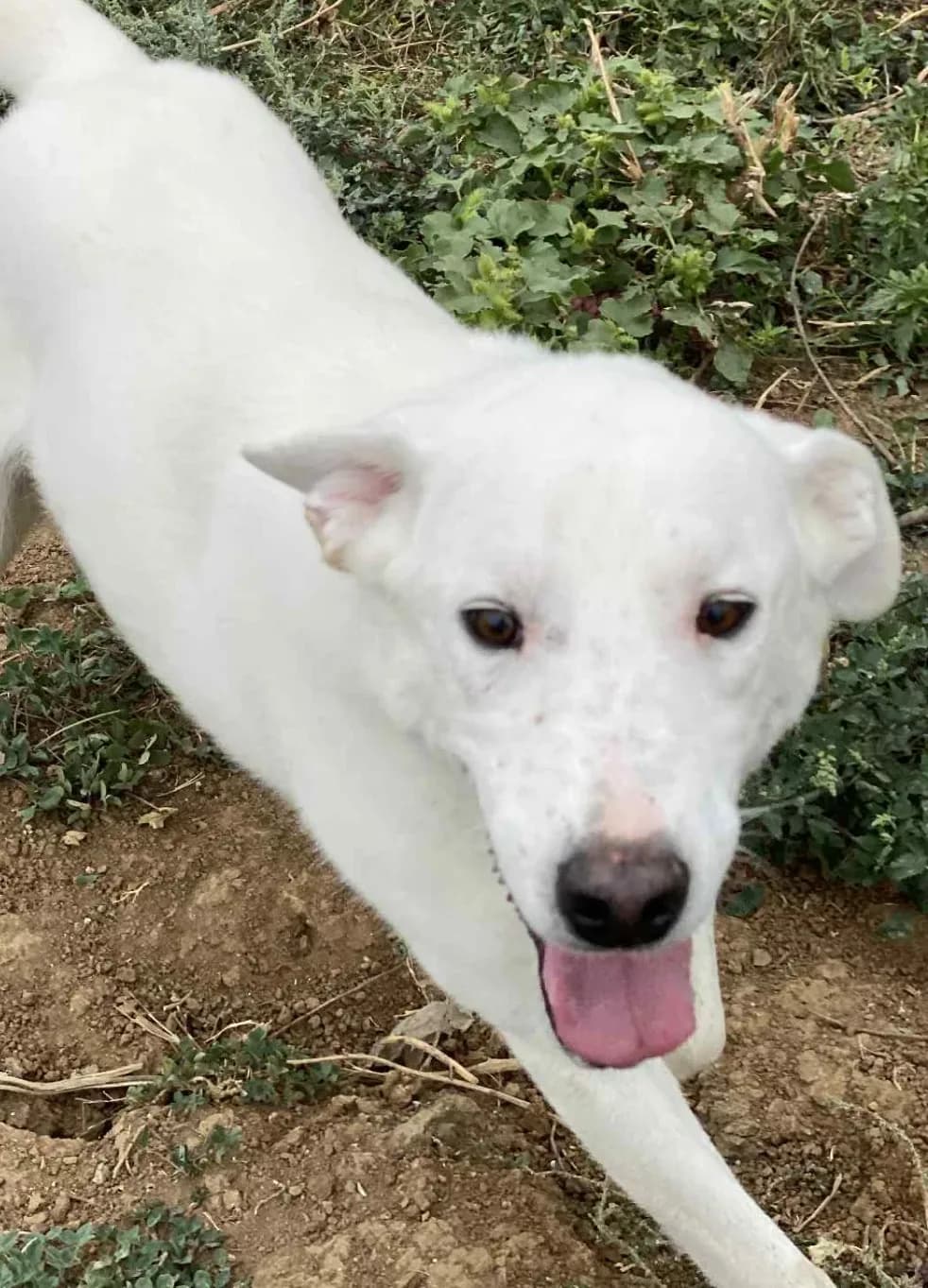 Finn — Mixed Breed