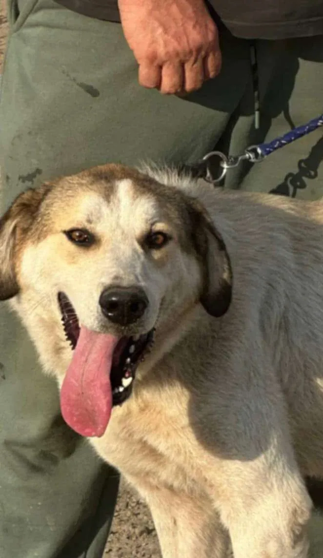 Toby — Mixed Breed