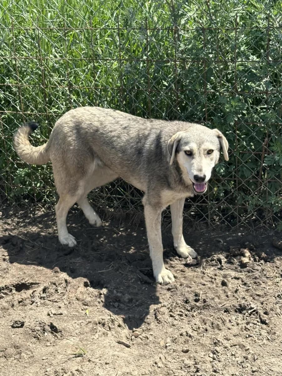 Pearl — Mixed Breed