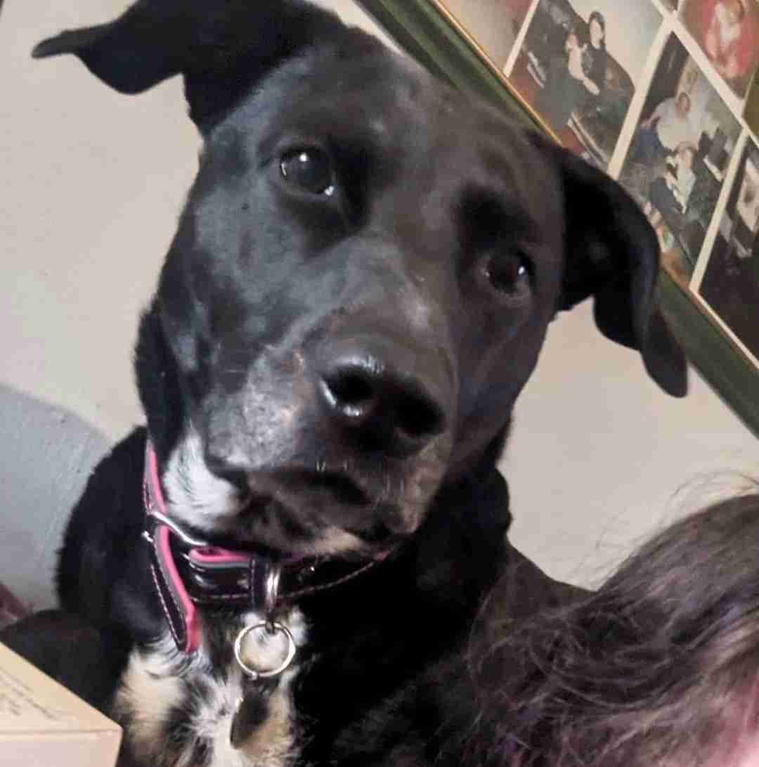 Bess — Mixed Breed