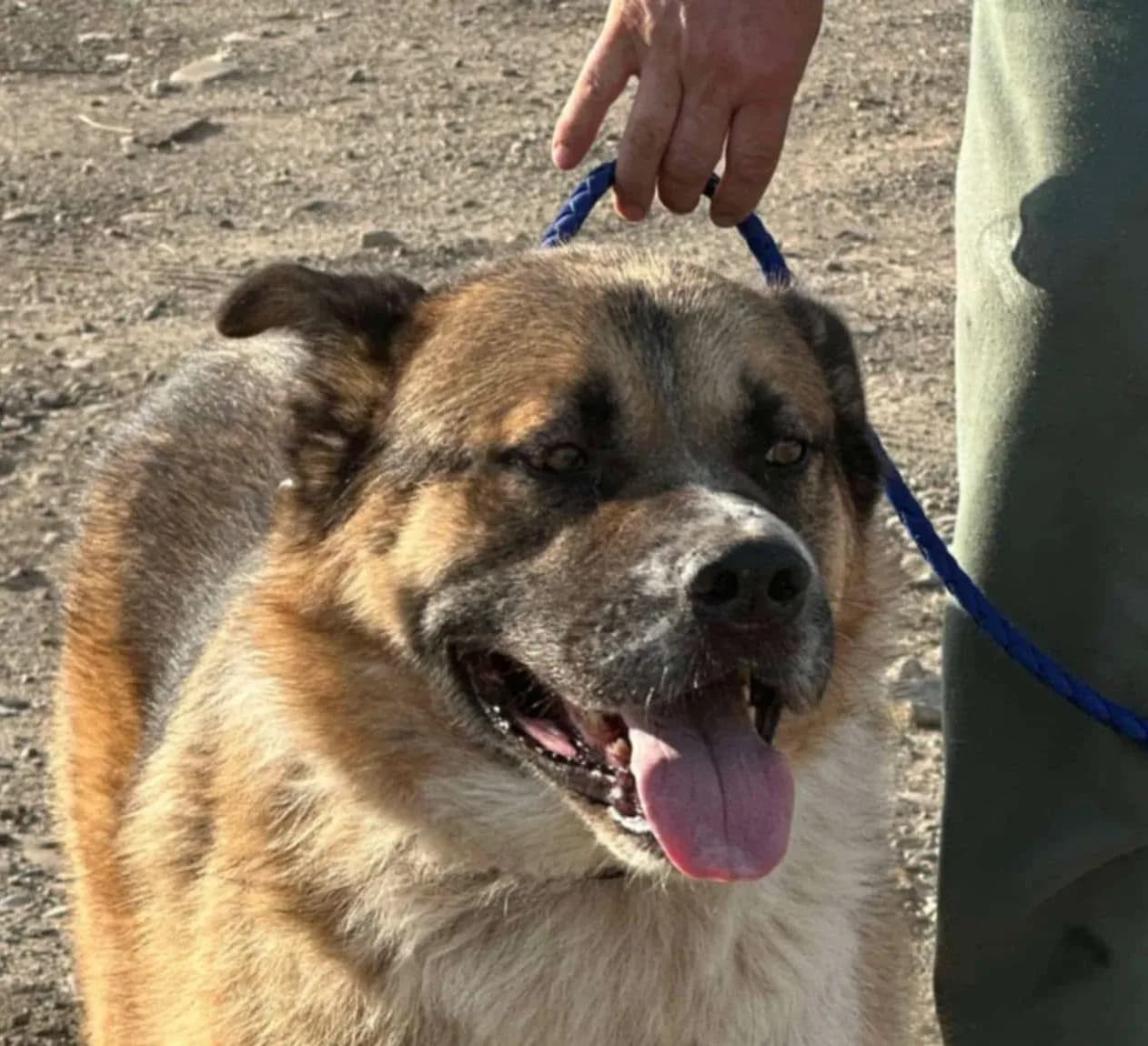 Maddox — Mixed Breed