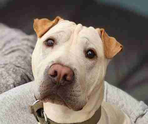 Cade — Shar-pei Cross