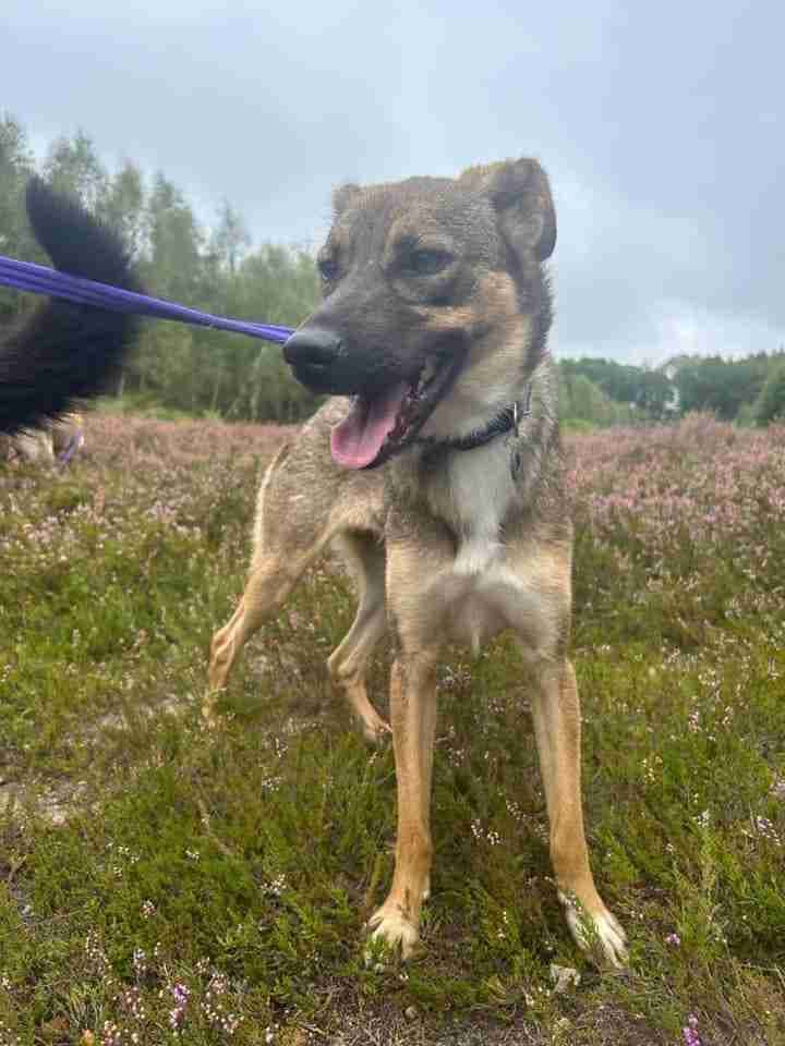 Harper — Mixed Breed