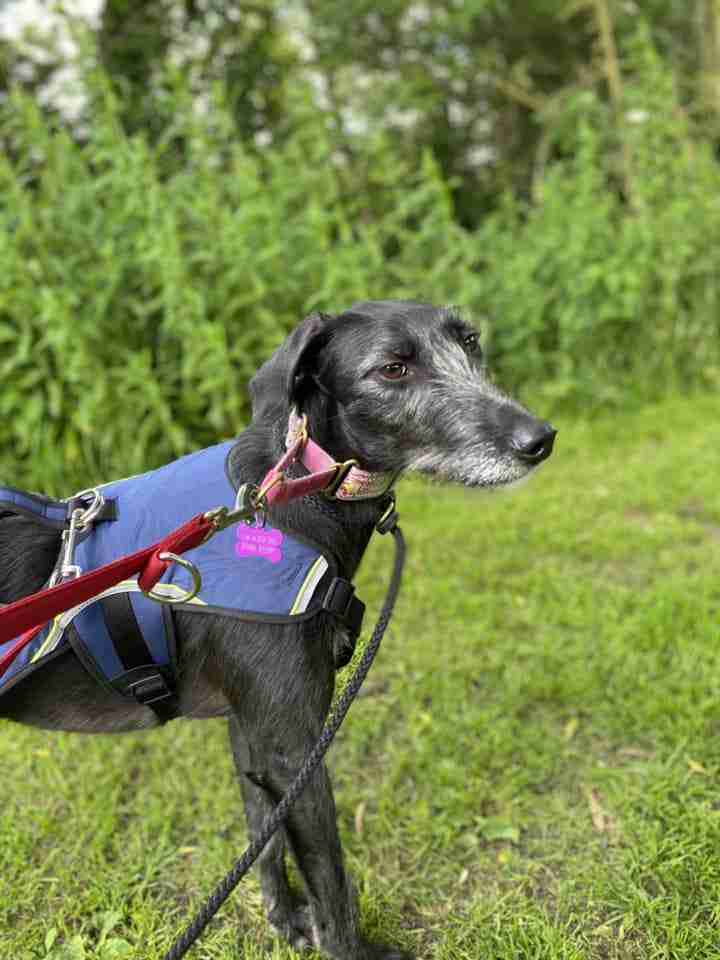 Stormzie — Lurcher