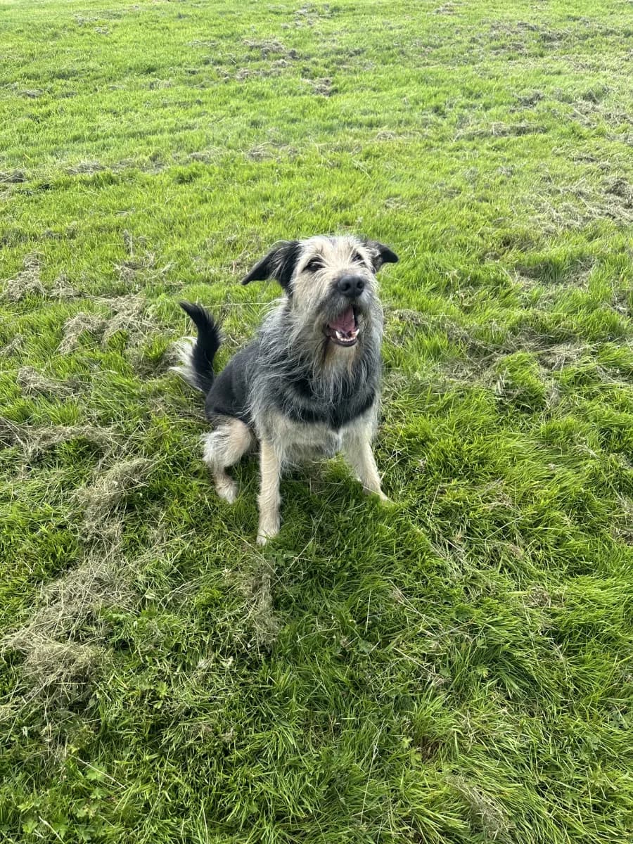 Jerry — Terrier Cross