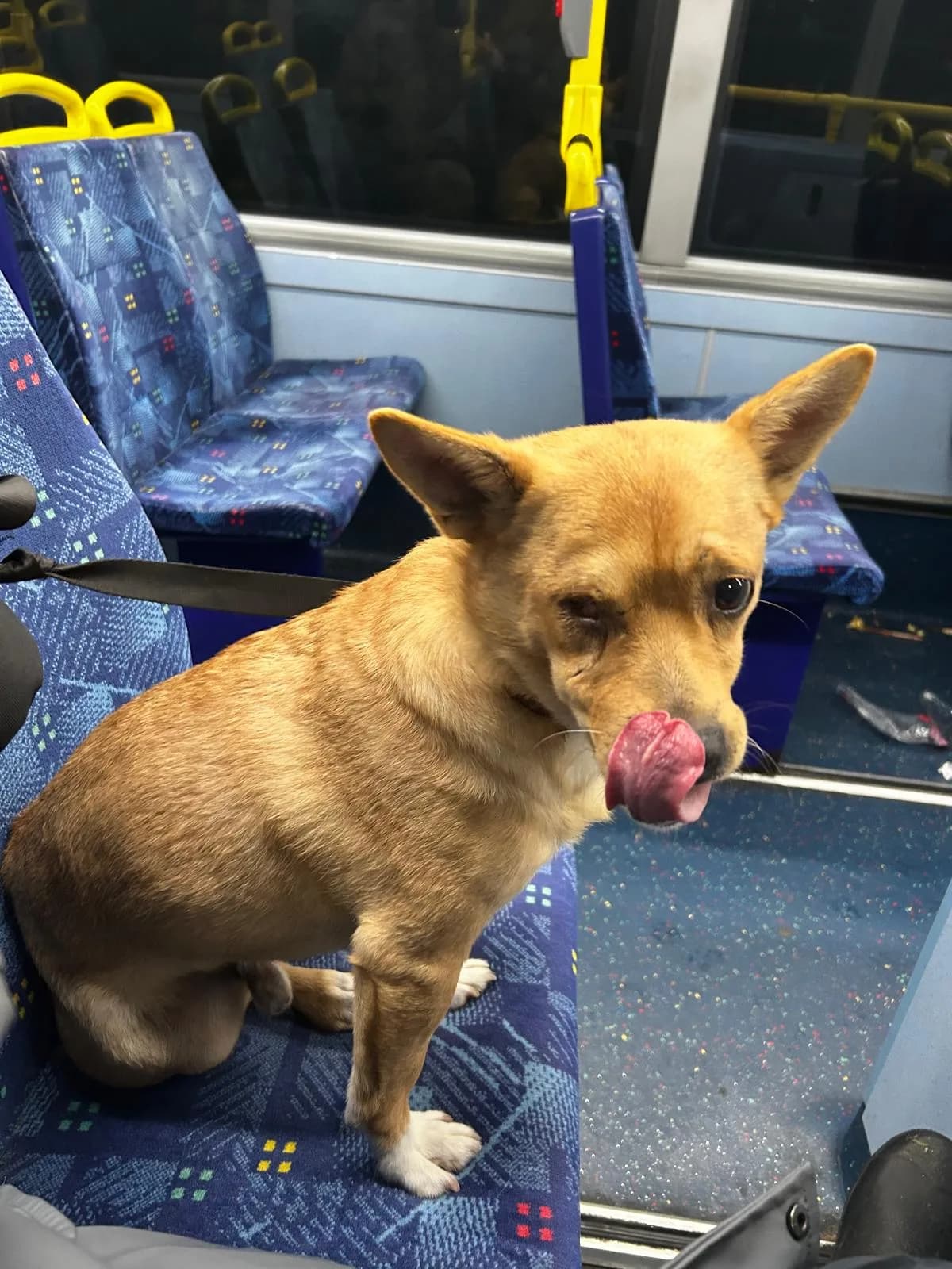 Murphy — Chihuahua Cross