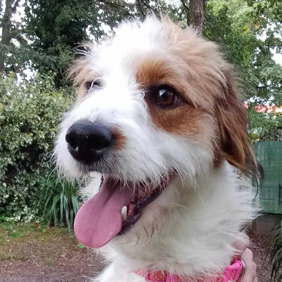 Lola — Mixed Breed