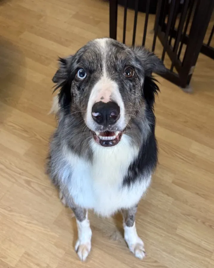 Floki — Border Collie