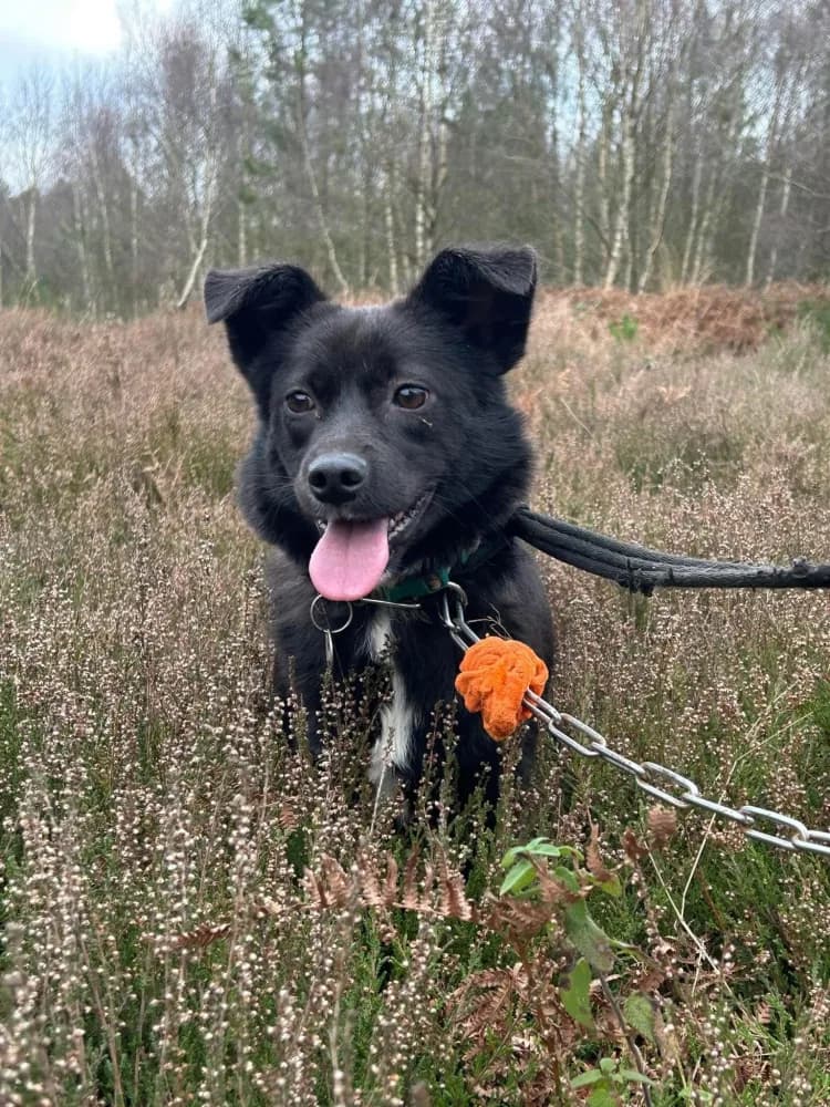 Kimba — Mixed Breed