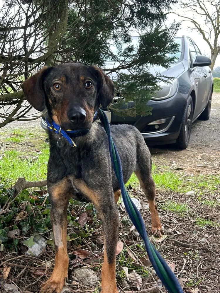 Mr. Bean — Mixed Breed