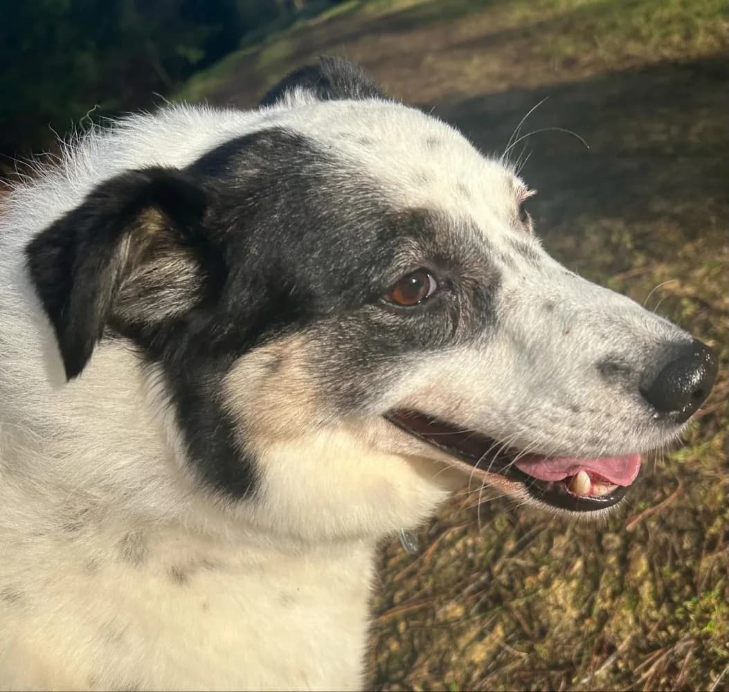 Queenie — Mixed Breed