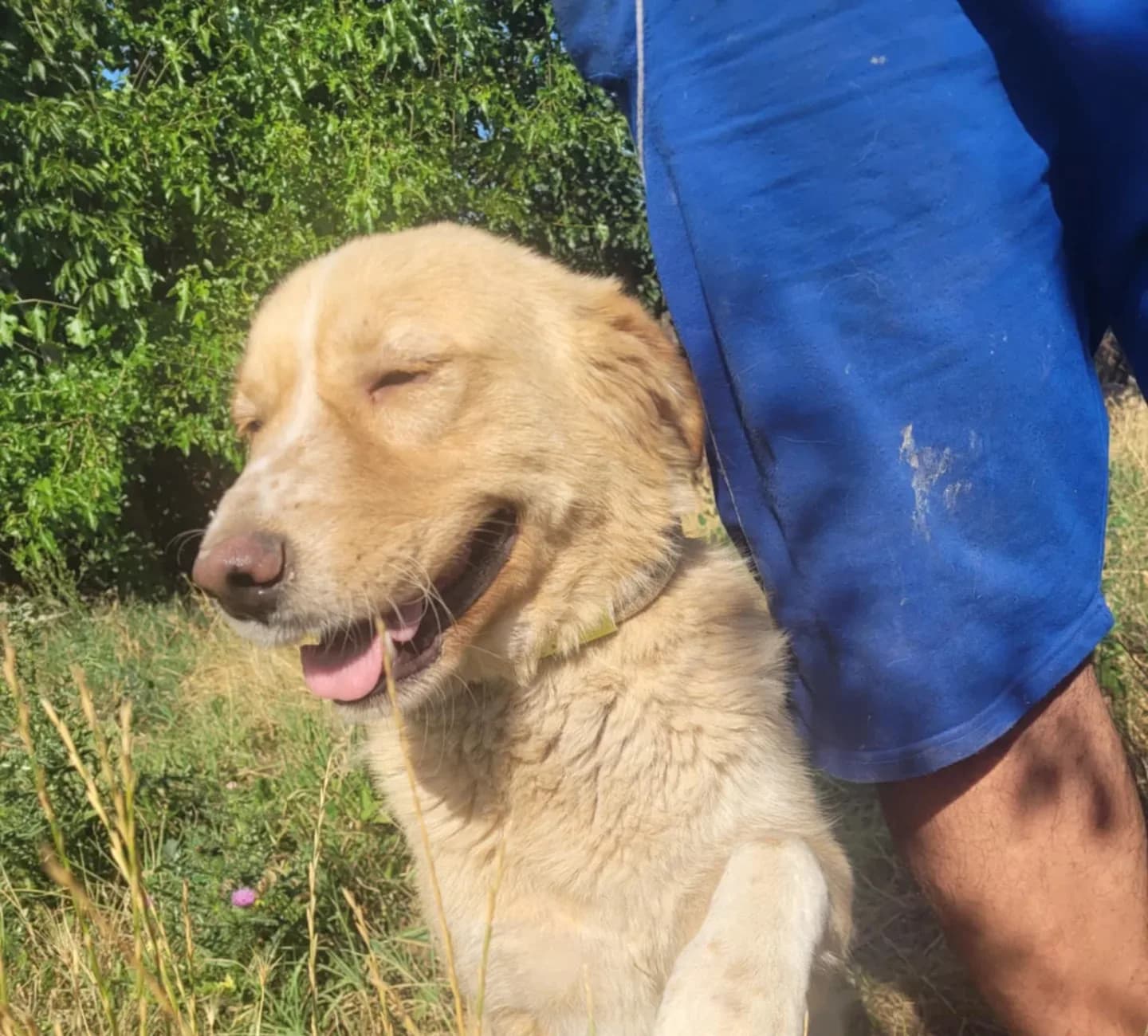 Jerry — Mixed Breed