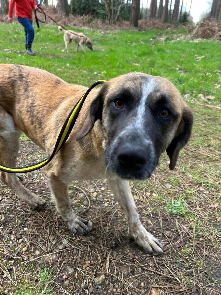 Darcy — Mixed Breed